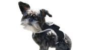 Enhanced Pocket Dog Locator Collar Tracking Device w/ Action Detector Size:L