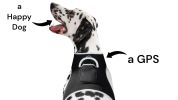 Get Accurate Pet Locations w/ Pet Tracker Realtime Dog Collar GPS Tracker Size:L