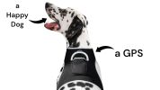 Best Pet Tracking Device Pet Tracker Portable Dog Collar with GPS System Size:L