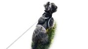 Get Accurate Pet Locations w/ Pet Tracker Realtime Dog Collar GPS Tracker Size:L