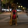 Light Up Dog Harness Rechargeable LED Dog Harness No Pull Lighted Dog Vest with Handle for Small/Medium/Large Dogs